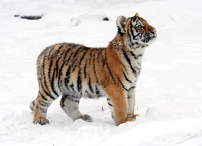 tijger, Tiger cub, sneeuw, winter, op zoek, speelse, natuur