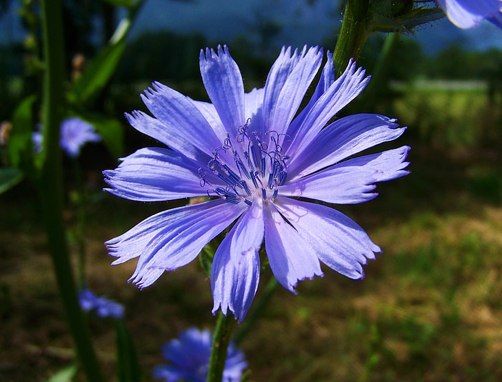 intybus xicoira tija, flor de color blau clar, flors Prat
