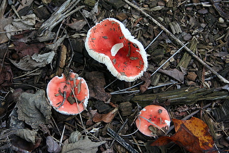 champignon, svampe, rød, giftige, svamp, skov, gulvet