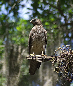 falcon, bird of prey, bird, predator, hawk, falconry, branch