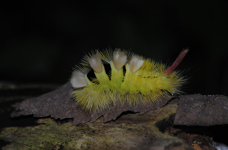 caterpillar, red tailed, track walk, hairy, close, prickly