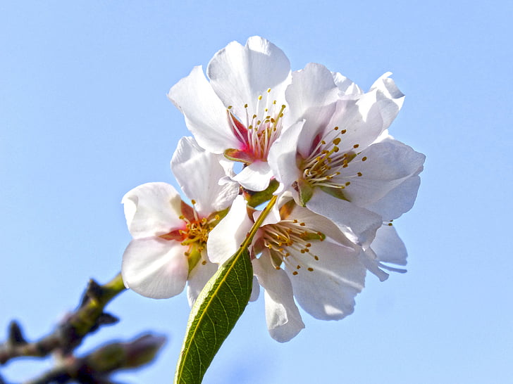 mandel blomster, Almond tree, blomstrende, blomst