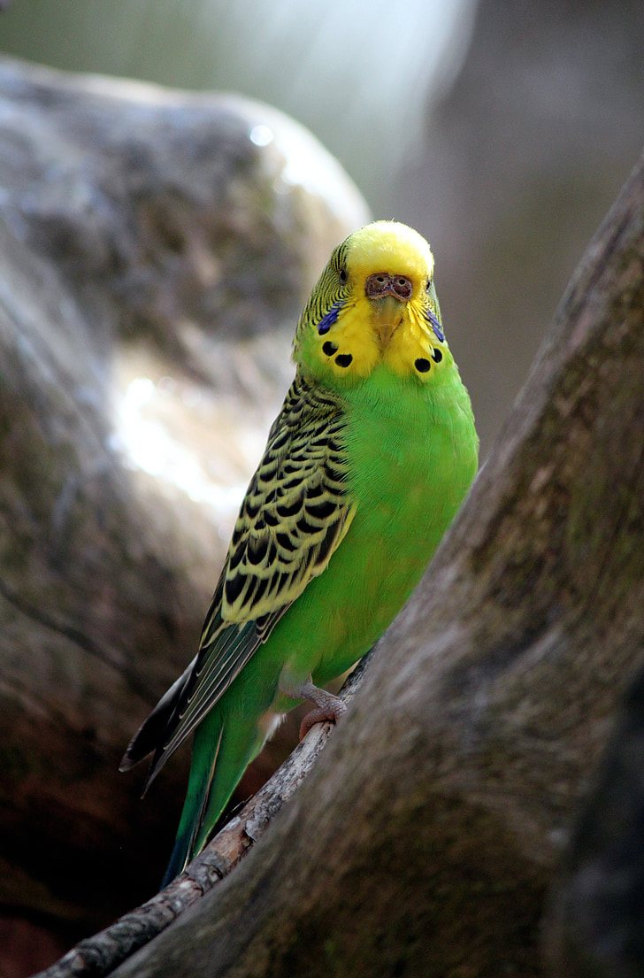 parakeet, green, birds, feathers, plumage, nature