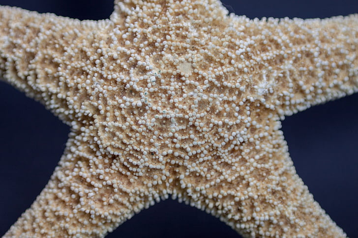 Deniz yıldızı, Deniz yaşamı, Makro