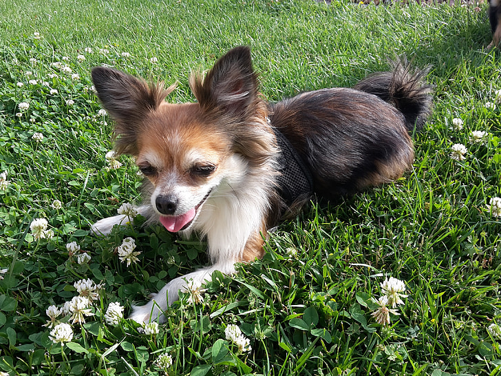 cane, Chihuahua, natura, a piedi, erba, verde