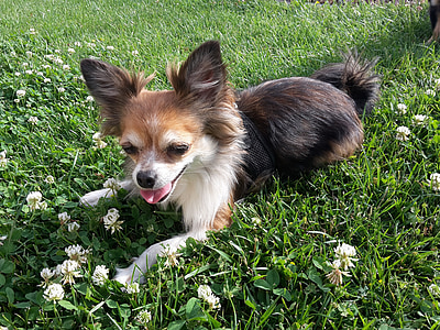 chien, Chihuahua, nature, à pied, herbe, vert