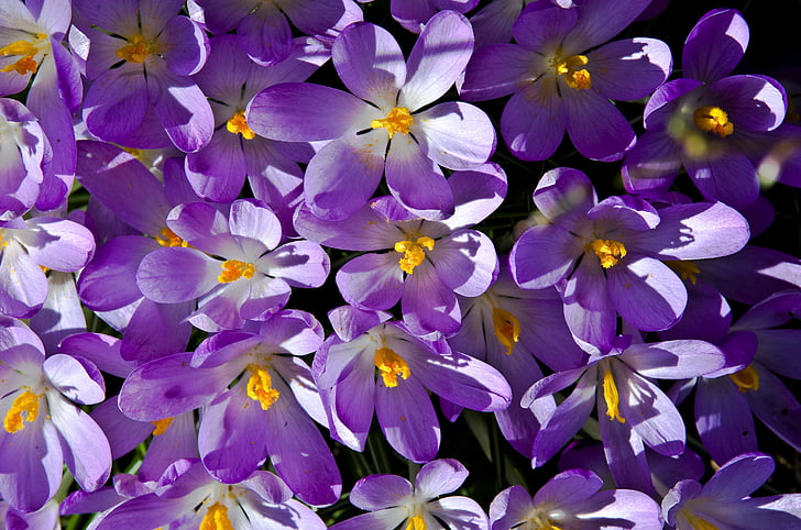 crocus, purple, spring, blossom, bloom, spring flower, flower