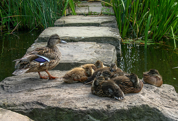 duck family, ducks, duck, animal, water, nature, wild