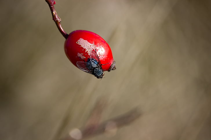 fly, rose hip, red, berry, insect, vermin, fruit