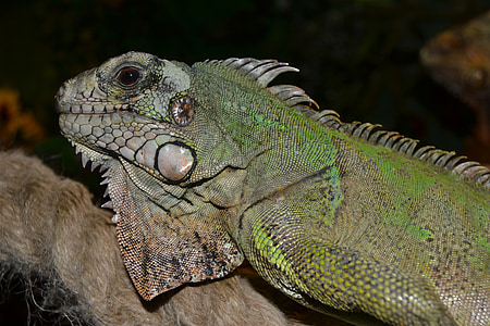 reptile, terrarium, creature, lizard, close, green, animal