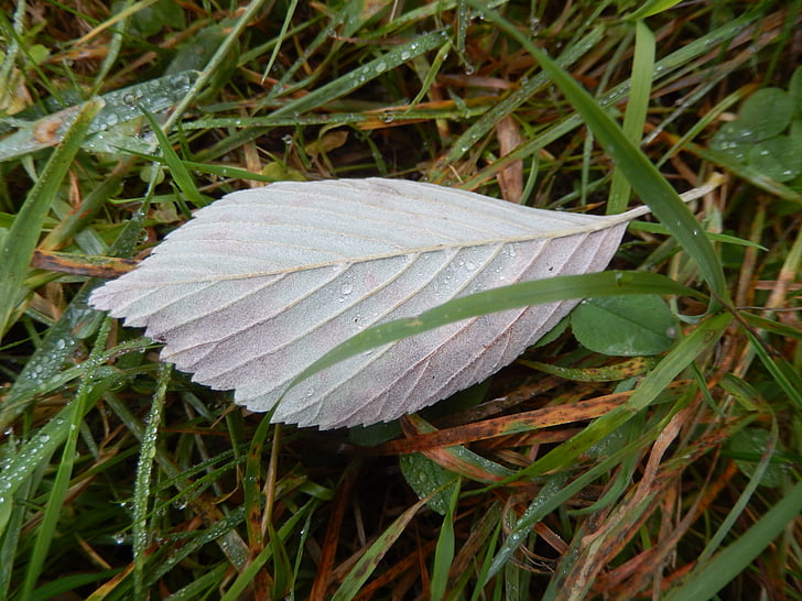 Leaf, vopred, Príroda