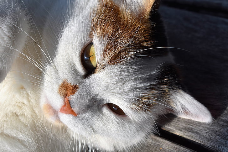 macska, fehér, fej, fekvő, házimacska, Cat szeme, nyugodt