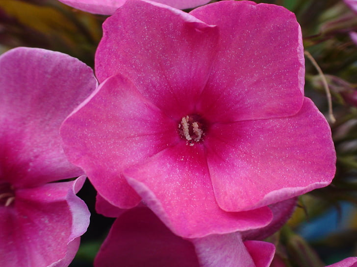 flor de missouri comú, flor rosa, planta, jardí, flors roses, natura, Rosa