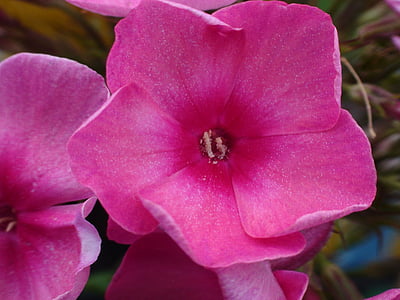 일반적인 미주리 꽃, 핑크 꽃, 공장, 정원, 핑크 꽃, 자연, 핑크