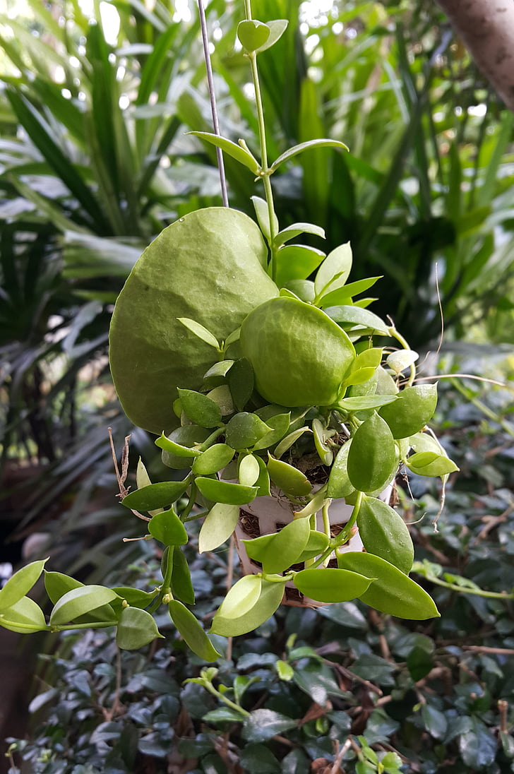 Dischidia pectenoides, ANT rostlina, funkce Zabránění spuštění dat kvetoslavacharvatova, Hoya rostlina, เดป กระเป๋า