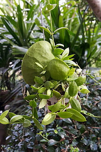 dischidia pectenoides, planta de formiga, Dep krapao, planta de Hoya, เดป กระเป๋า