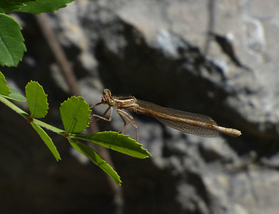 Dragonfly, okřídlený hmyz, listy, platycnemis acutipennis