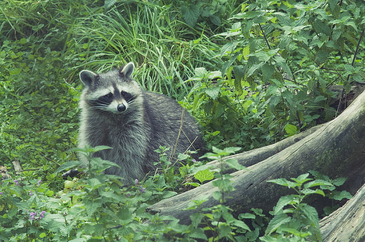 raccoon, wild, furry, animal world, nature, cute, curious
