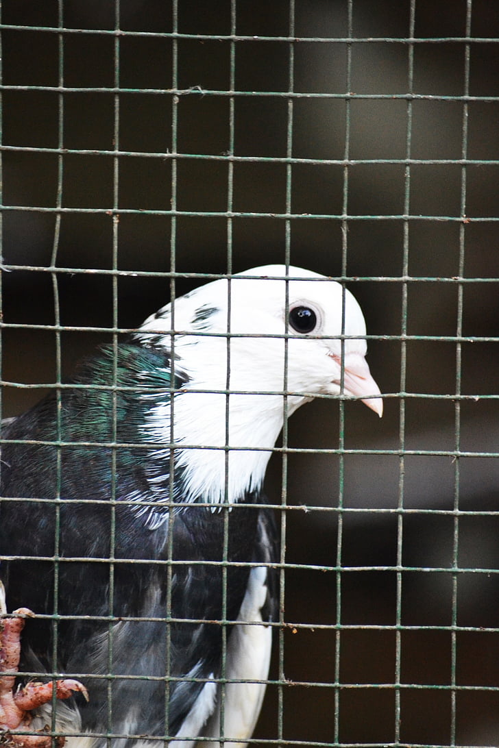 Pigeon, pigeon en cage, oiseau, faune, animal, Sri lanka, Mawanella