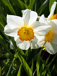 puķe, Narcissus, vasaras, balta, ziedi, augu, closeup