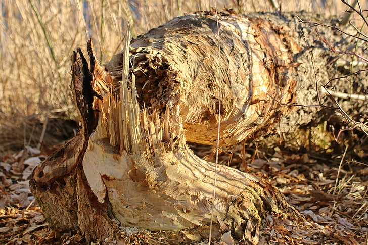 beaver eating, tree, like, eroded