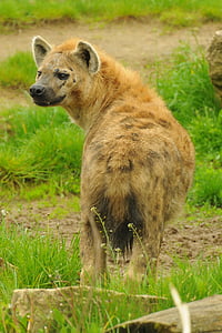 Parque zoológico, animal, hiena