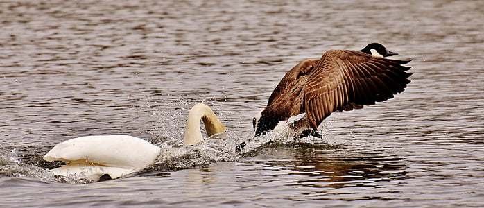 swan, bite, wild goose, argue, animal world, feather, plumage