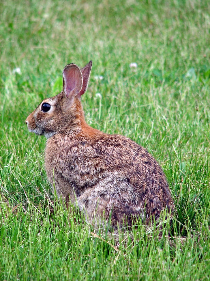 floridanus, sylvilagus, animal, rabbit, bunny, animals, fauna