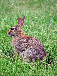 floridanus, sylvilagus, zviera, králik, zajačik, zvieratá, Fauna