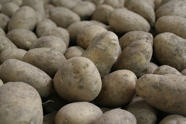 poteter, potet, potatoe, landbruk