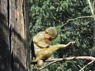 monyet, kebun binatang, prague zoo