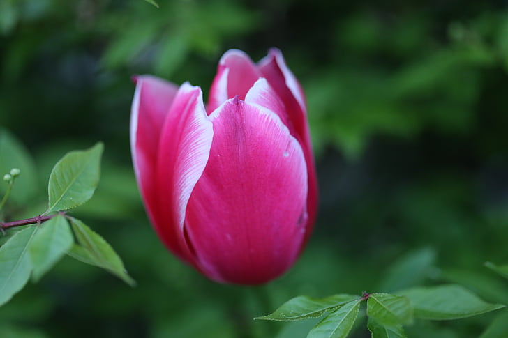 Tulipán, květ, fialová, jaro, květiny, Příroda, barevné