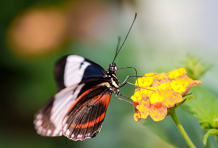 borboleta, inseto, asa, sonda, voar, fechar, néctar