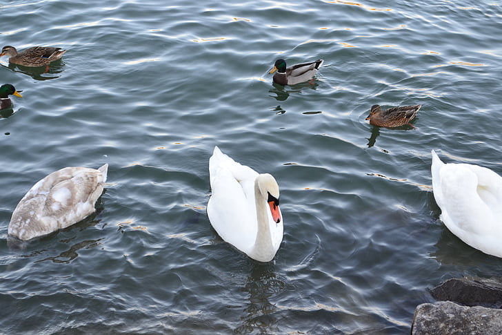 swan, water, bird, swan lake, bill, black swan, swan in the water