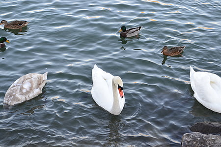 Swan, air, burung, Swan lake, tagihan, angsa hitam, Swan di air