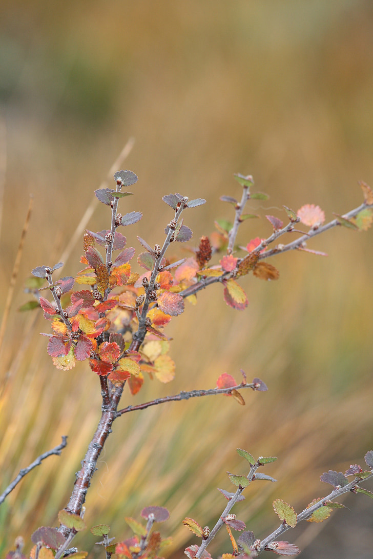 závod, Flora, Příroda, na podzim