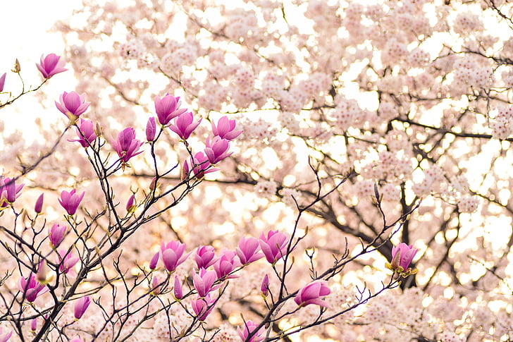 Jaapan, maastik, kevadel, taim, lilled, looduslik, arboreetum