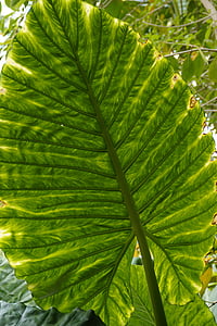leaf structure, leaf, big leaf, leaf veins, nature, green, plant