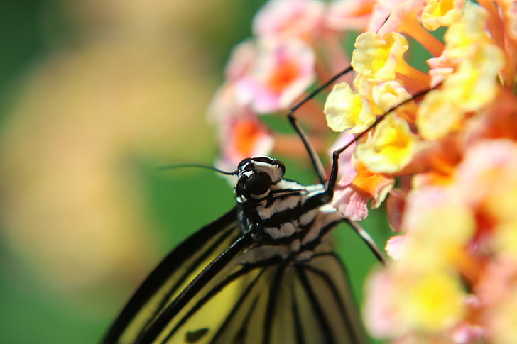 Schmetterling, Insekt, Makro, zusammengesetzte, Natur, Schmetterling - Insekt, tierische Flügel