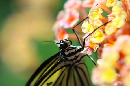 sommerfugl, insekt, makro, sammensatte, natur, Butterfly - insekt, dyr vinge