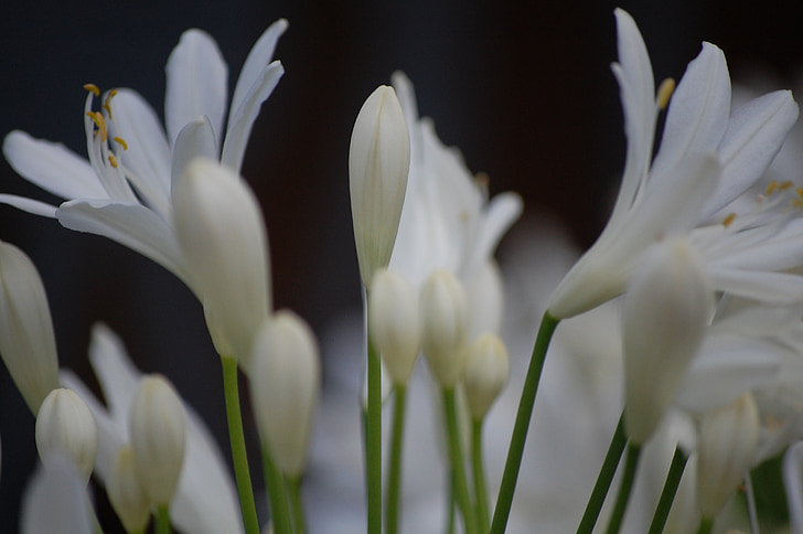 Agapanthus, fiore, bianco, Blossom, Bloom, chiudere, natura