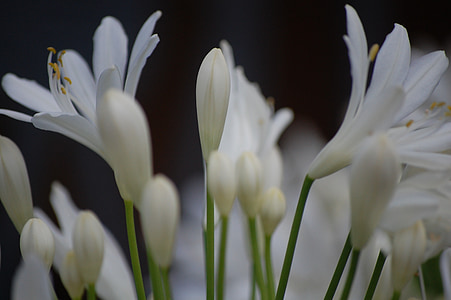 agapanthus, flower, white, blossom, bloom, close, nature