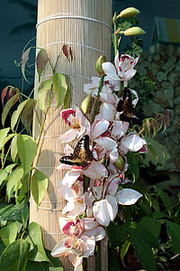 Метелик, Природа, Комаха, крупним планом, тропічний комах, орхідея