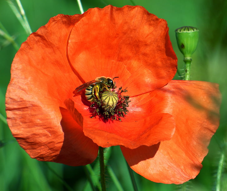 flower, poppy, bee, insect, nature, fields, red