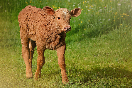 теле, младите животни, говеждо месо, Животновъдство, едър рогат добитък, ливада, трева