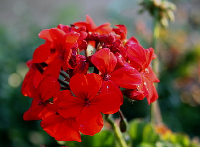 flor, vermelho, pétalas, da Silva Soares, suave, floretes, talo