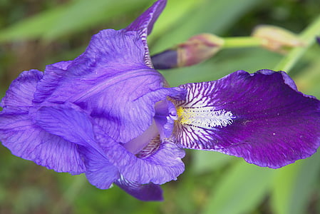 primavera, flores, púrpura, cerrar, Iris