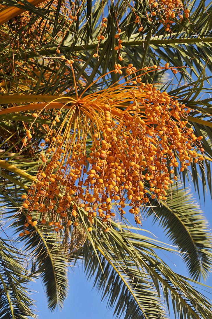 Palmera, dates, tropical, fruites, arbre, natura, branca