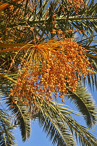 Palma, datume., tropska, voće, drvo, priroda, grana
