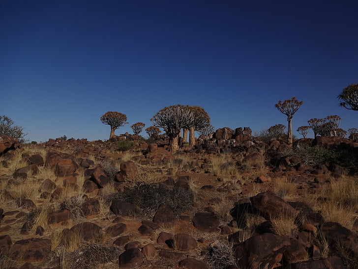 Namībija, trīsas koku mežs, ainava, daba, Āfrikas, Āfrika, āra